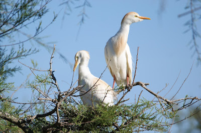 Feereager - Koereiger - Bubulcus ibis