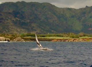 Whale Watching Kauai