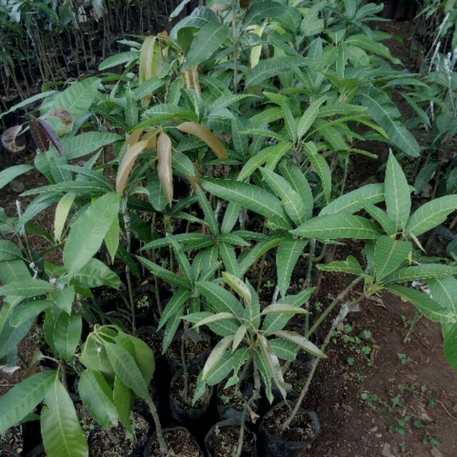 jual bibit mangga yuwen asli paling populer Pangkalpinang