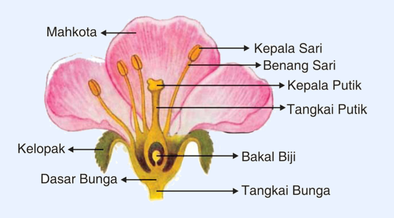 10 Bagian Bagian Bunga Dan Fungsinya Lengkap MARKIJARCom