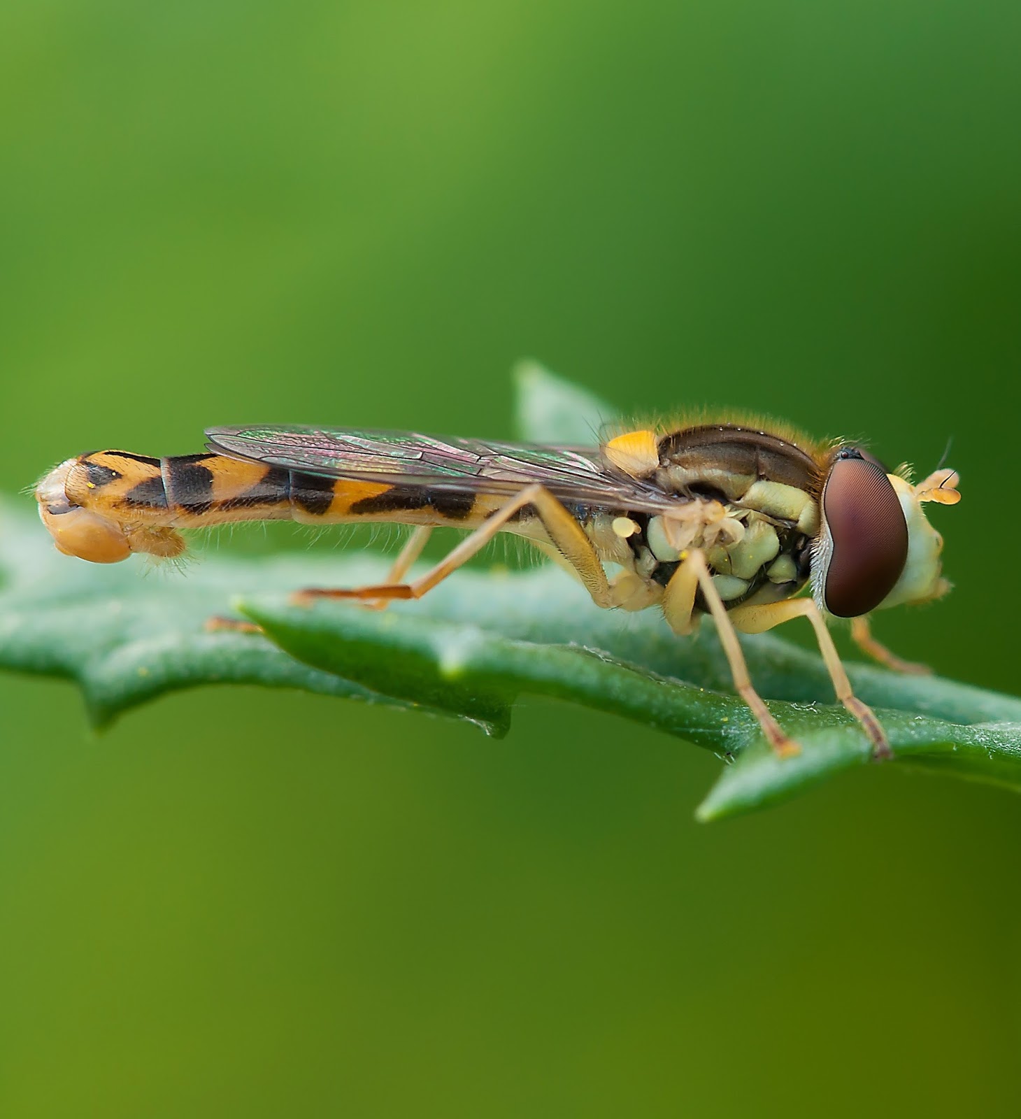 Macro image of a hoverfly.