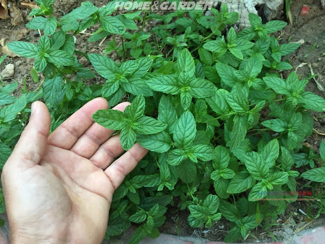 Mint is really the perfect place to begin as you build your herb garden. It's so easy to grow . 