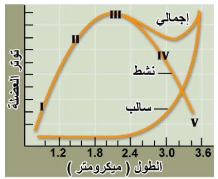 الشكل 13-23: منحنى العلاقة بين طول العضلة الكاملة ودرجة توترها.