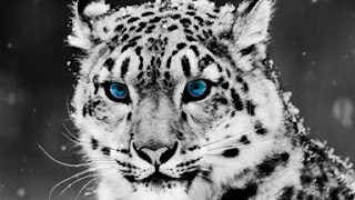 Snow Leopard Puzzle