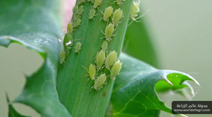 كيفية استخدام التراب الدياتومي لقتل حشرات المن (تراب المشطورات) - عالم الزراعة