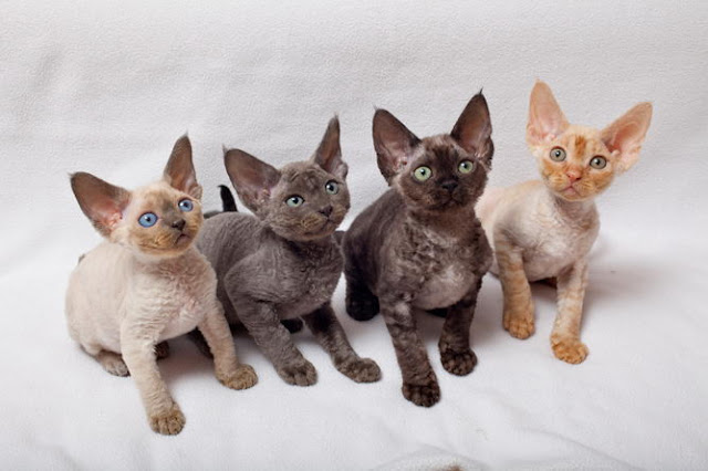 Four Different Cute Devon Rex cat Kitten Pic