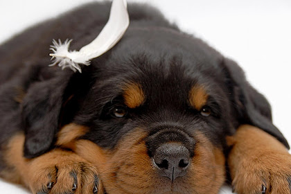 cute rottweiler wallpaper Rottweiler cute tongue wallpaper wallpapers
its animals dog animal