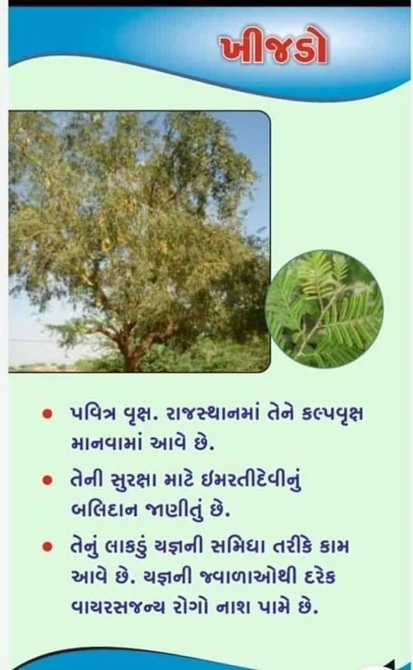 ખીજડો દવા તરીકે ઉપયોગમાં લેવામાં આવે છે