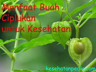 Manfaat Buah Ciplukan  untuk  Kesehatan kesehatanpedia