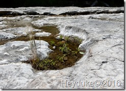 Sugar Bottom Hike and Cedar Rapids IA 005