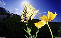 Butterflies HD Desktop Wallpapers