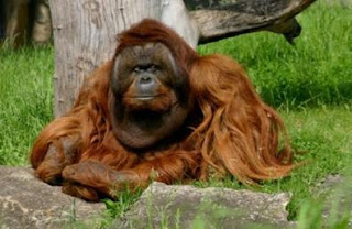 Imagen del parque zoológico de Berlín (Alemania).