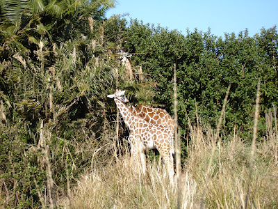 Location: Africa at Disney's Animal Kingdom.