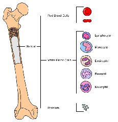 bone-marrow-thailand