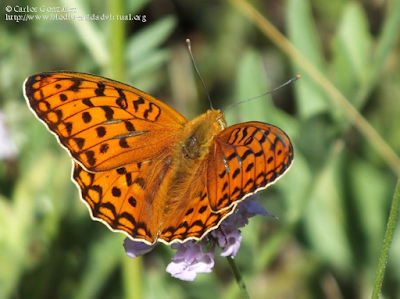 http://www.biodiversidadvirtual.org/insectarium/Argynnis-adippe-img705219.html