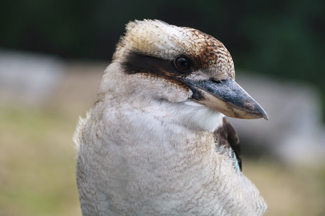 photo of Kookaburra