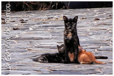 Gata amamantando a dos gatitos