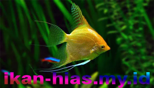 Ikan Hias Air Tawar Aquarium Kecil - Anglefish