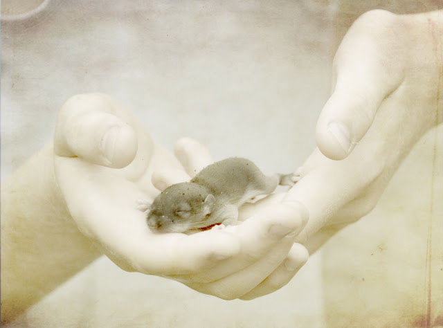 baby mouse  in hands