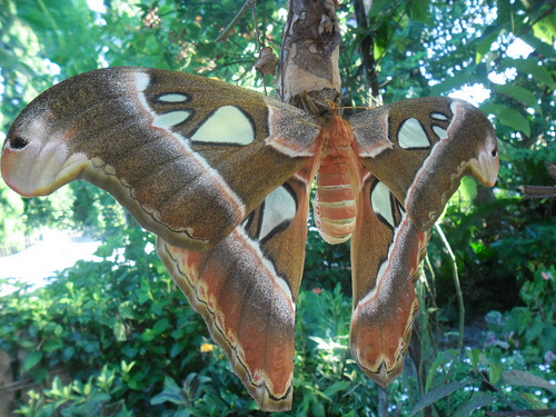 largest butterfly