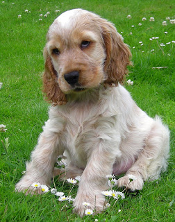 English Cocker Spaniel Puppy Pictures