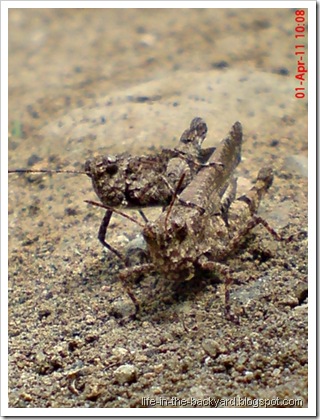 brown grasshopper mating 15