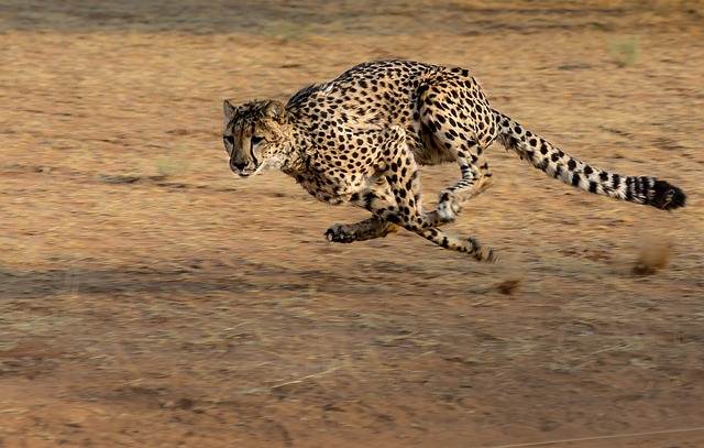 Pernah Dengar Suara  Cheetah  Pemangsa Ini Tidak Mengaum 