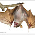 Asas de morcegos funcionam como um segundo "pulmão"?