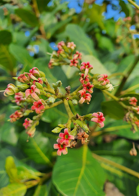 Анакардиум западный / Кешью (Anacardium occidentale)