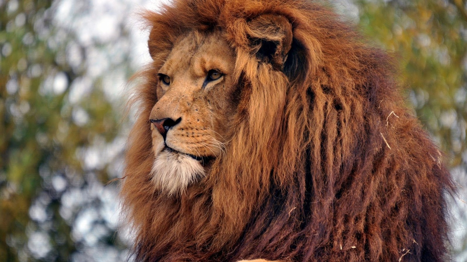 Fonds Décran Hd Fond Décran Lion Noir Et Blanc