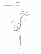 facts about large duck orchid worksheet
