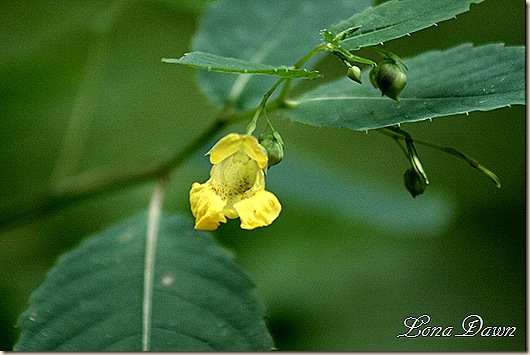 CC_Downey_FalseFoxglove5