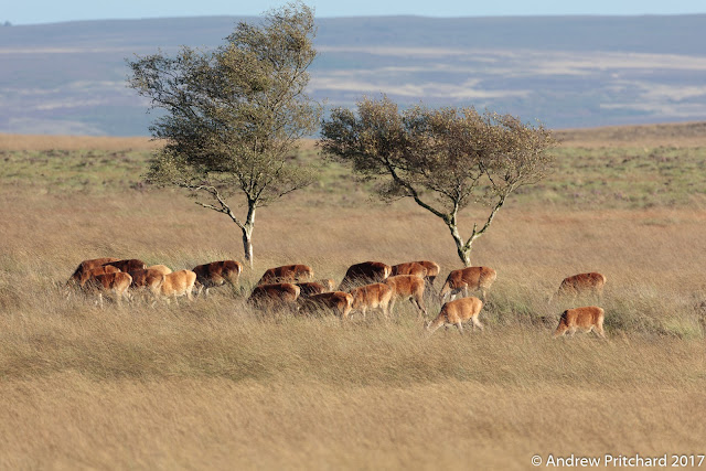 A small group of red deer peacefully graze on grass next to two small birch trees.