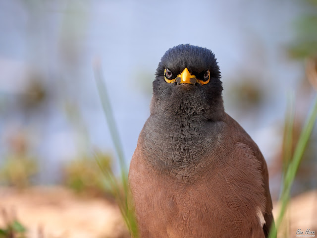 Common Myna