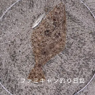 アジの泳がせ釣りで釣ったヒラメ