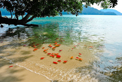 Isla Surín en el Parque Nacional de Tailandia - Surin island national park in Thailand