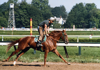 saratoga new york