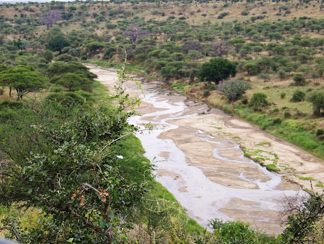 Tarangire National park Tembea Tanzania