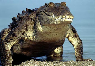 saltwater crocodile