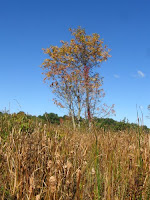 tree against blue sky