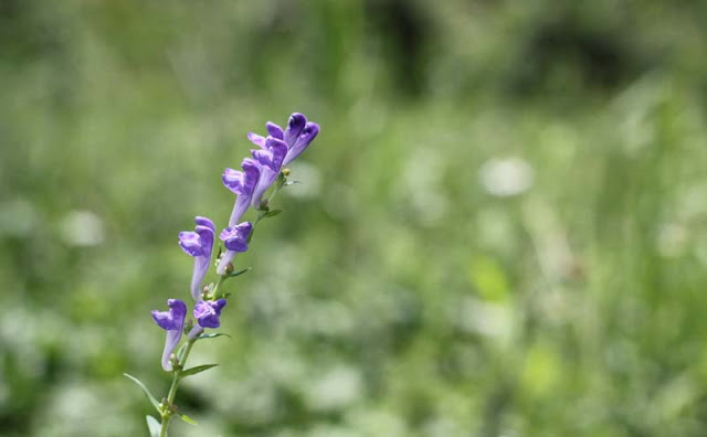 Baikal Skullcap Flowers Pictures