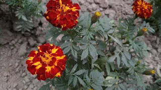 Tagetes patula