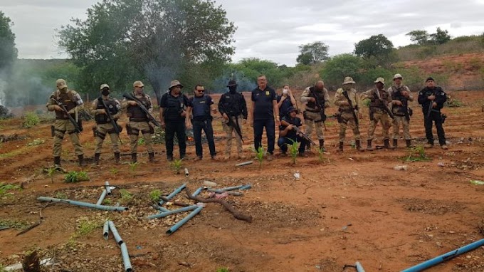 Polícia Civil e Militar erradicam mais de 270 mil pés de maconha na zona rural de Jeremoabo-BA