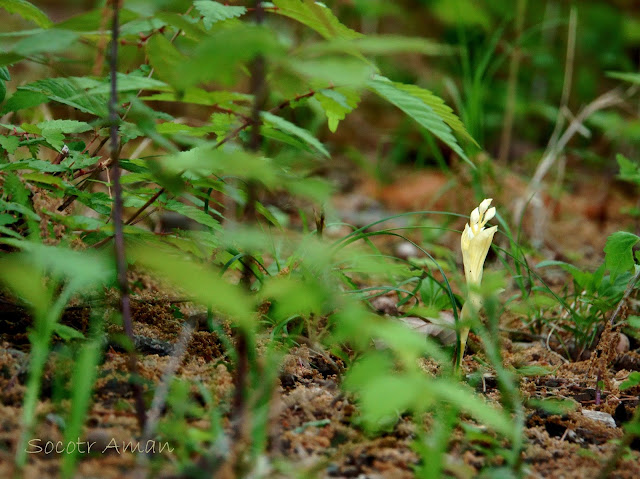 Cephalanthera erecta