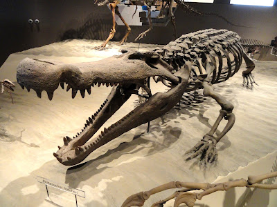 Esqueleto de Deinosuchus