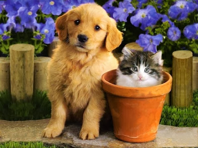 Cats and dogs Wallpapers