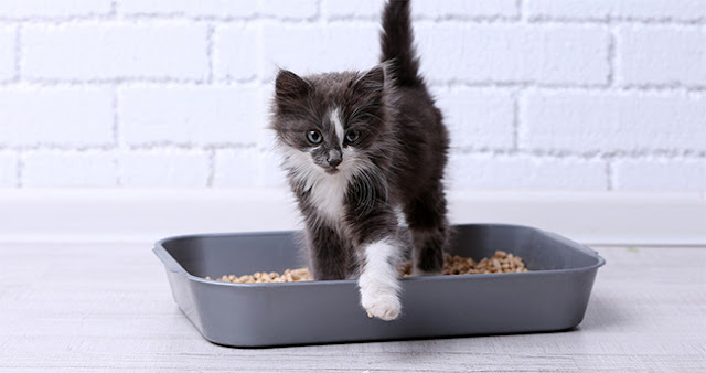The 6 Best Cat Litters of 2020