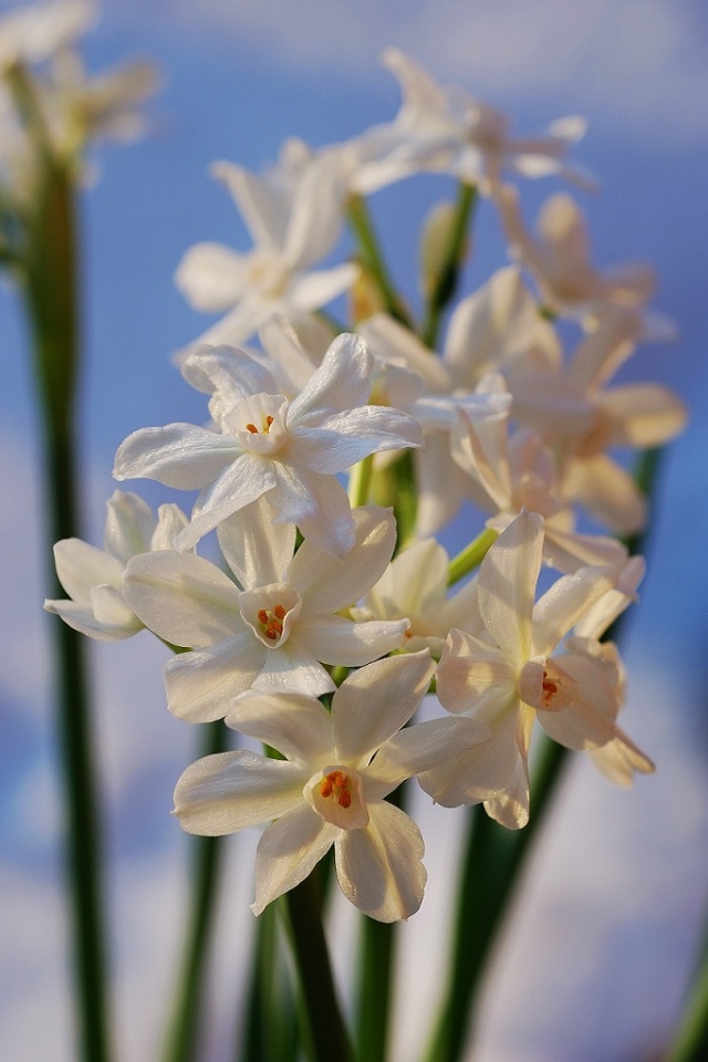 Sunny Garden Service Narcissus