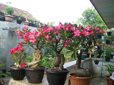 Inspirasi Terbaru 14+ Aneka Tanaman Buah Dalam Pot