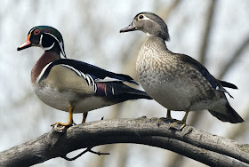 pato joyuyo Aix sponsa